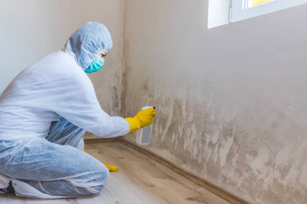 Licensed Mold Testing service in Brookline, MA - WQB Mold Removal